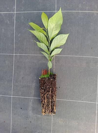 Lot de 4 Asiminiers = 2 Sunflower + 2 Prima