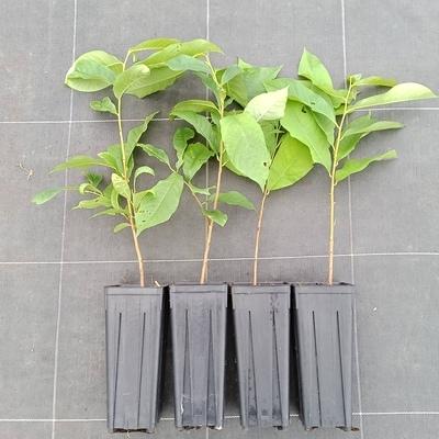 Lot de 4 Asiminiers = 2 Sunflower + 2 Prima