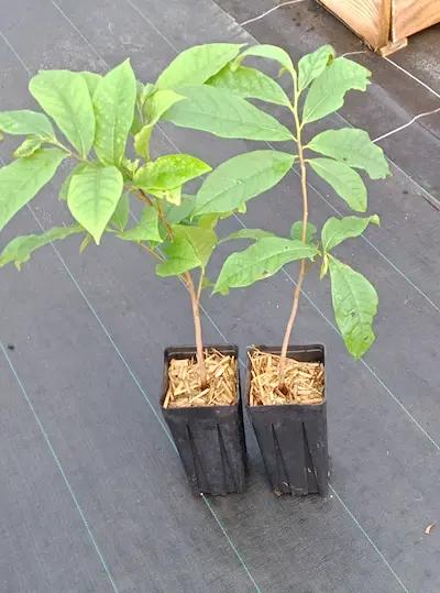 lot 2 Asiminiers Sunflower + Prima