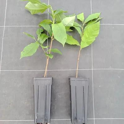lot 2 Asiminiers Sunflower + Prima